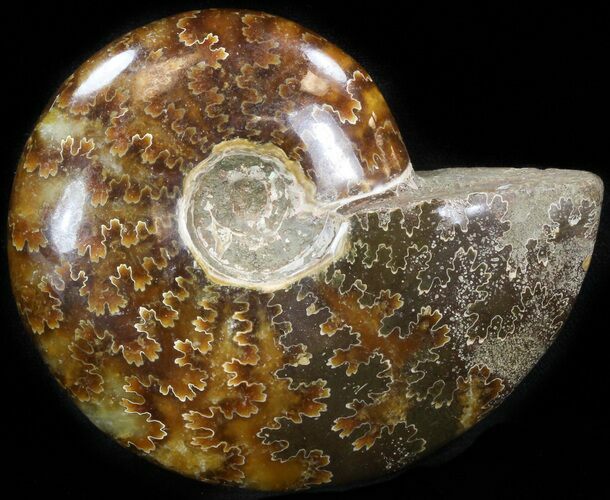 Cleoniceras Ammonite Fossil - Madagascar #41657